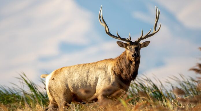 Toro di Tule Elk in piedi nella ventosa palude dell'isola Grizzly della California