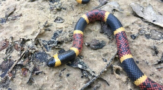 Il serpente corallo del Texas è noto per le sue bande di nero, giallo e rosso.