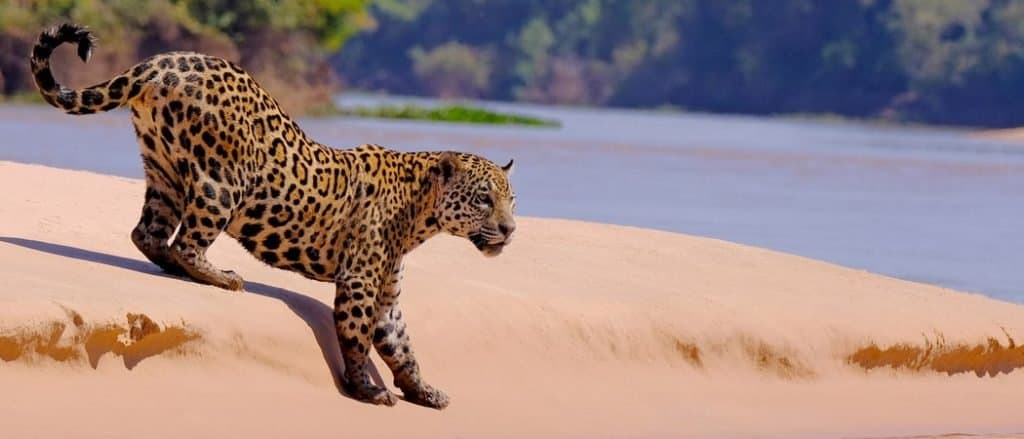 Animali in Sud America