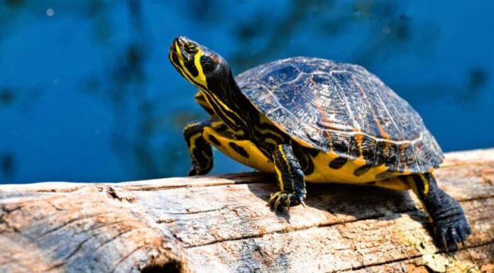 Animali domestici illegali da possedere negli Stati Uniti: tartarughe