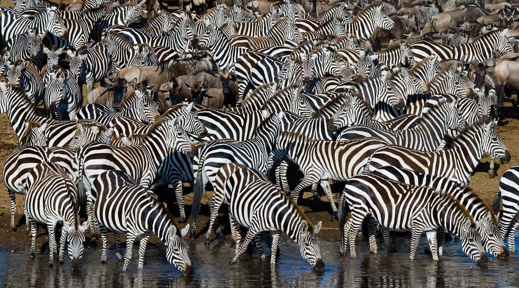 Guarda la lotta per sopravvivere nella savana mentre una zebra si scrolla di dosso gli attacchi letali di un branco di leoni