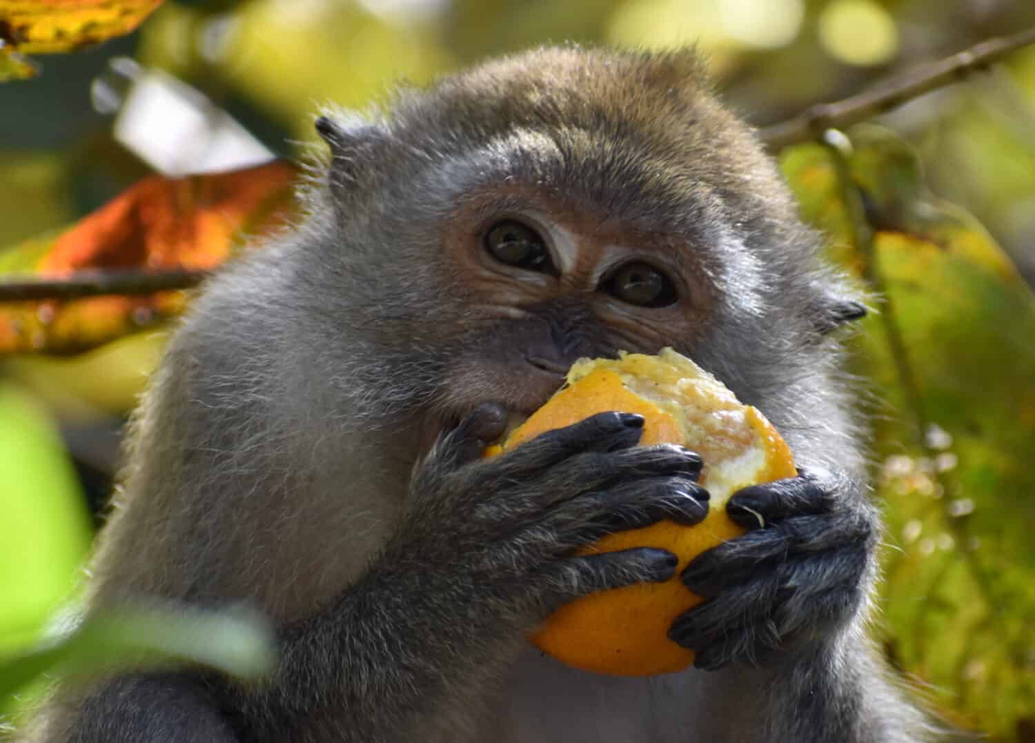 Primo piano di una scimmia macaco che mangia un'arancia