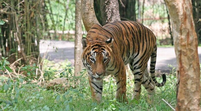 Una tigre del Bengala nel parco nazionale di Bannerghatta a Bangalore