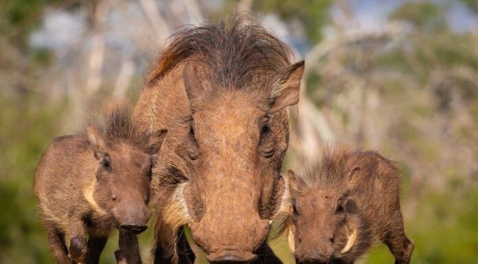 Madre di facocero comune con due maialini che bevono
