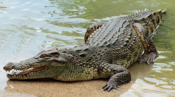 Coccodrillo su una riva