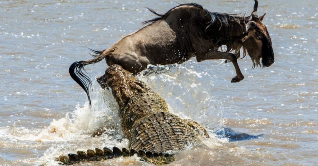 Lo gnu blu (Connochaetes taurinus) viene attaccato da un enorme coccodrillo del Nilo.