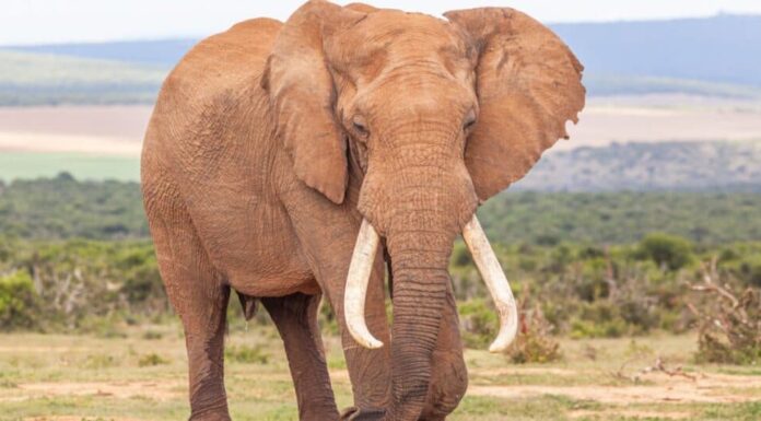 elefante da vicino in un campo