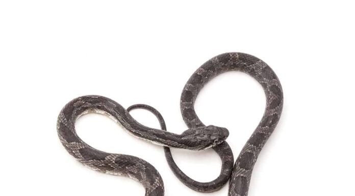 Serpente di ratto grigio giovanile (Pantherophis spiloides)