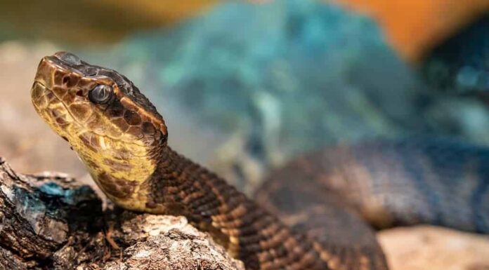 Il cottonmouth settentrionale (Agkistrodon piscivorus) è una delle poche vipere semiacquatiche al mondo ed è originario degli Stati Uniti sudorientali.  Gli individui possono mordere quando si sentono minacciati.