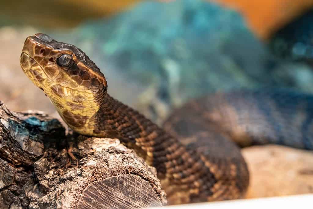 Il cottonmouth settentrionale (Agkistrodon piscivorus) è una delle poche vipere semiacquatiche al mondo ed è originario degli Stati Uniti sudorientali.  Gli individui possono mordere quando si sentono minacciati.