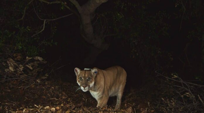 P-22, un leone di montagna che viveva a Los Angeles.