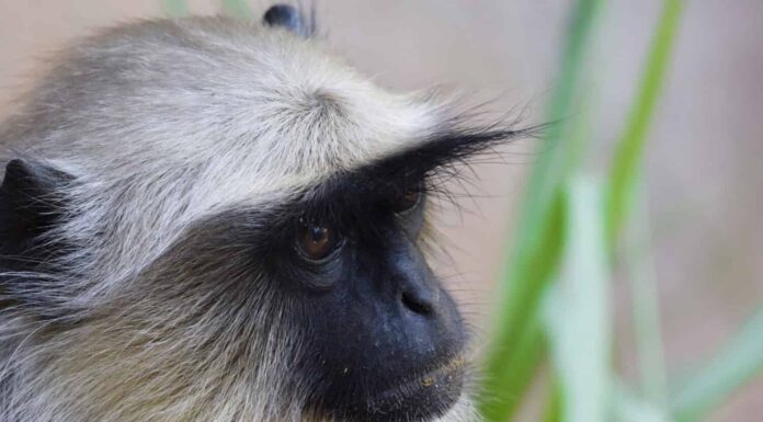 Scimmia Langoor o Langur dall'India.  Animale indiano nel cortile della casa.  Primo piano del volto di Grey langur chiamato anche come hanuman langur trovato nel subcontinente indiano.  Semnopithecus ad Ahmedabad Gujarat