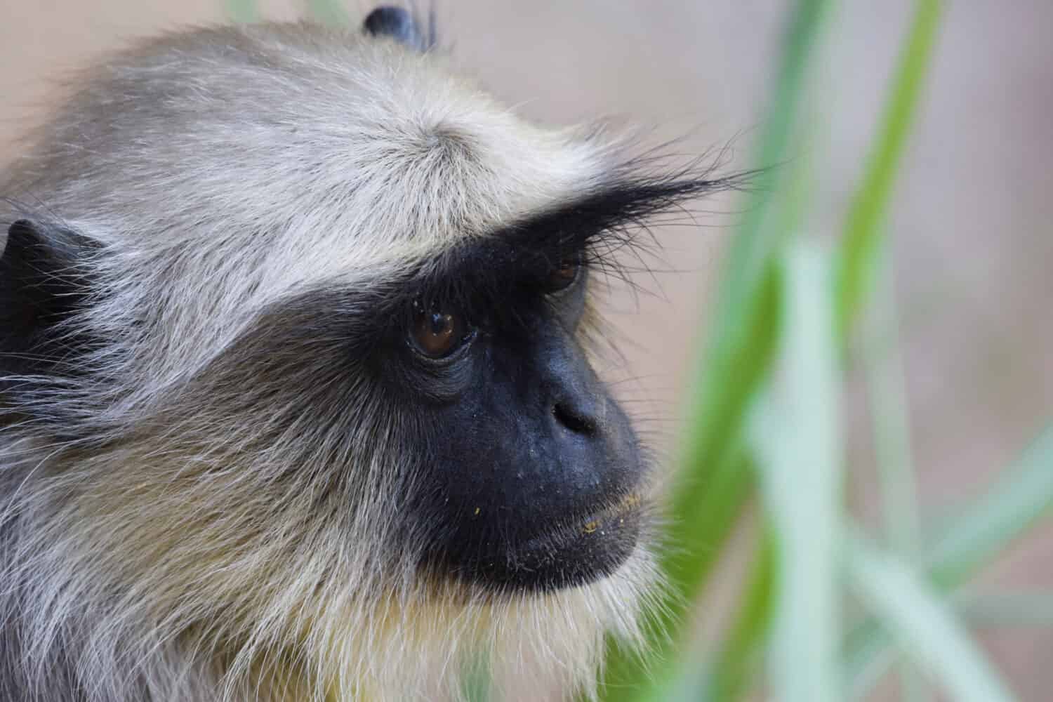 Scimmia Langoor o Langur dall'India.  Animale indiano nel cortile della casa.  Primo piano del volto di Grey langur chiamato anche come hanuman langur trovato nel subcontinente indiano.  Semnopithecus ad Ahmedabad Gujarat