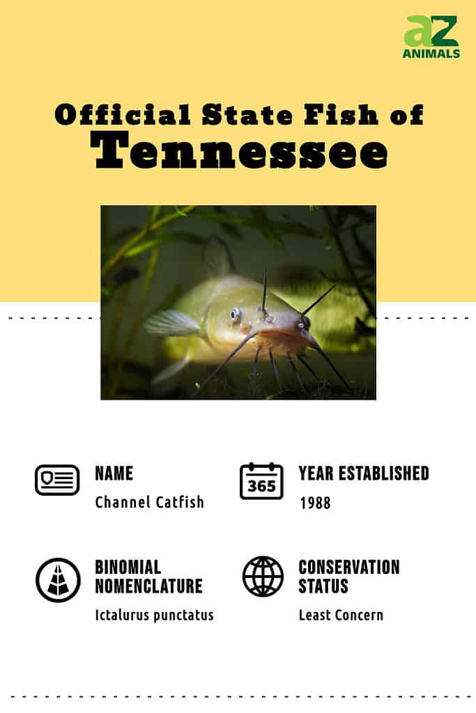 pesce di stato del tennessee