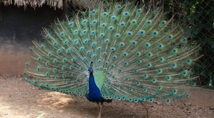 Fantastici tipi di uccelli