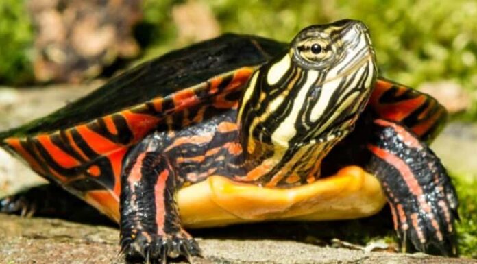 Fauna selvatica sotto la torre di trasmissione WEYI-TV