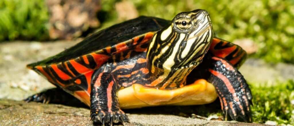 Fauna selvatica sotto la torre di trasmissione WEYI-TV