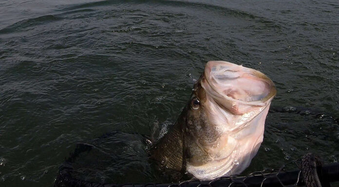 Persico trota che entra in una rete con la bocca aperta.  Il pesce è stato rilasciato illeso.