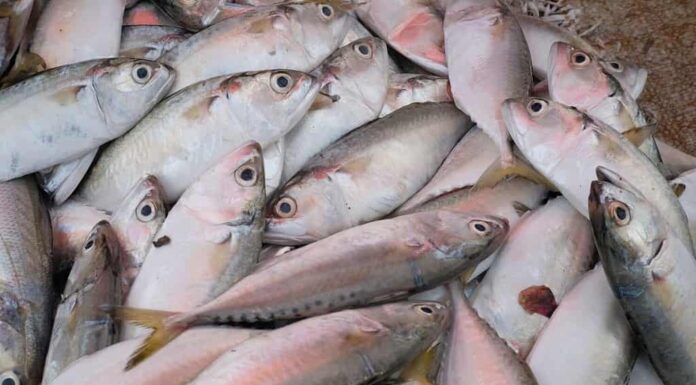 Popolazione ittica in via di estinzione in america