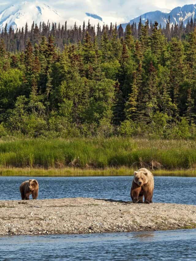 Parco nazionale di Katmai, Alaska