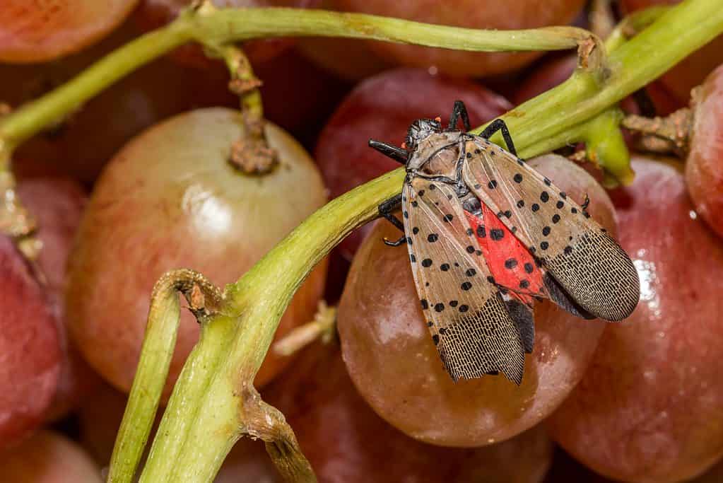 Lanterna maculata (Lycorma delicatulacan) che si nutre di uva