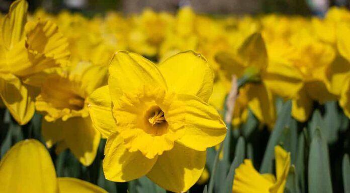Scopri 9 fantastici tipi di narcisi 

