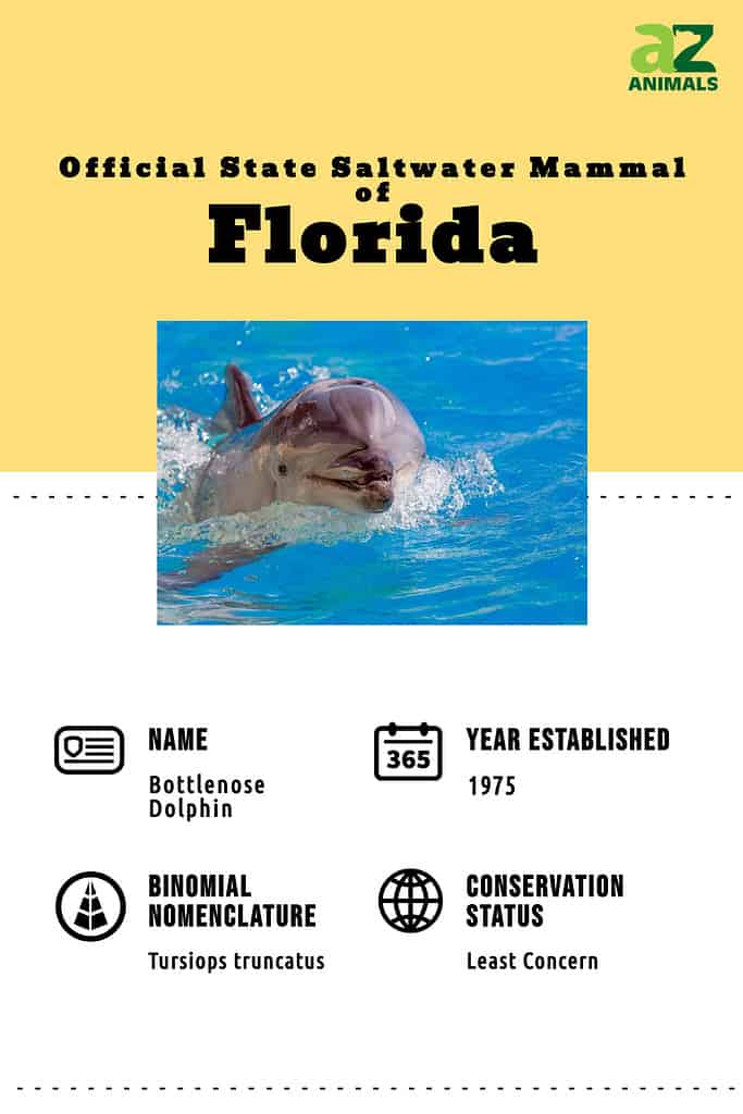 Scopri il mammifero ufficiale di acqua salata dello stato della Florida