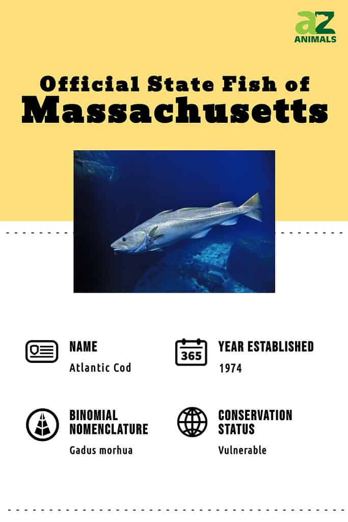 Scopri il pesce ufficiale dello stato del Massachusetts