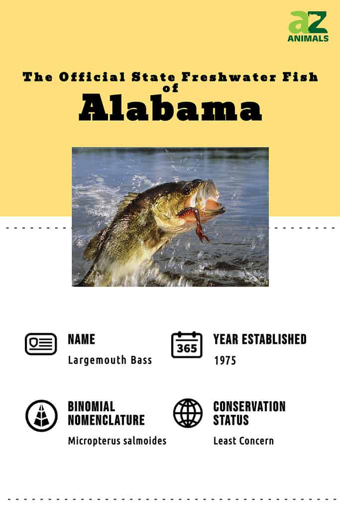 Scopri il pesce ufficiale dello stato dell'Alabama (e dove potresti trovarlo quest'estate)
