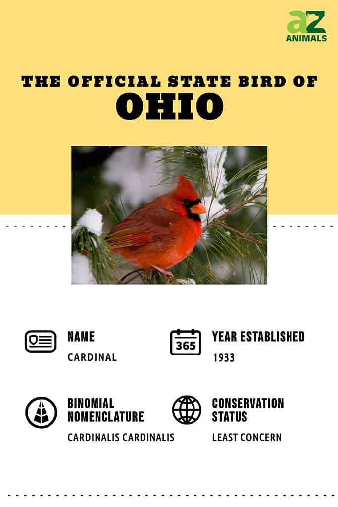 Scopri l'uccello ufficiale dello stato dell'Ohio