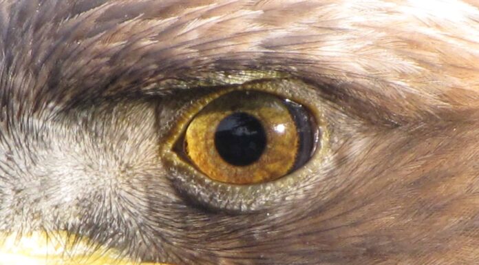 Primo piano dell'occhio di un'aquila reale.