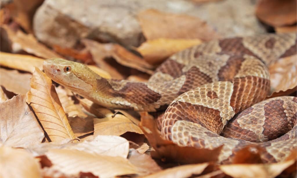 Copperheads in lettiera di foglie