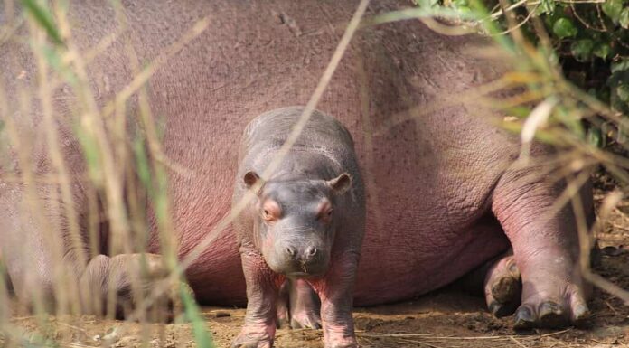Ippopotamo bambino con la madre