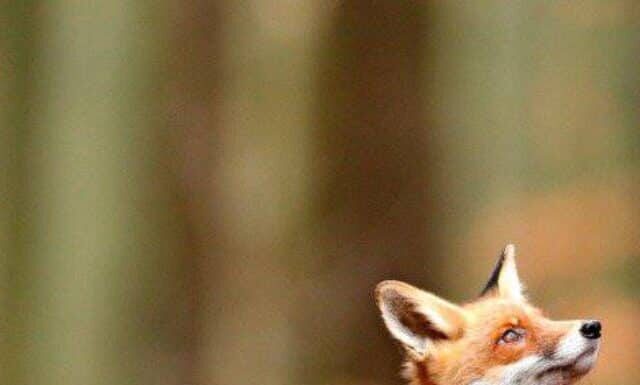 Volpe rossa in foglie