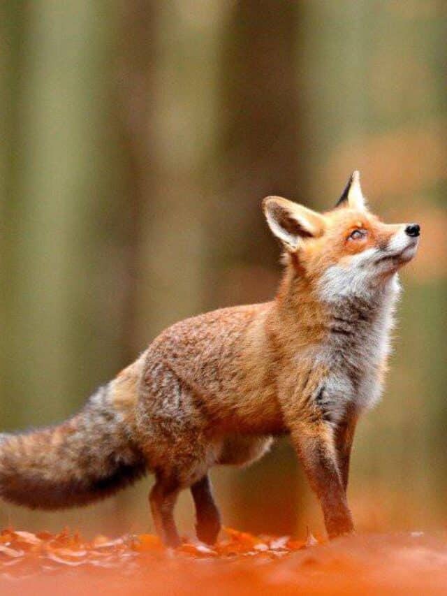 Volpe rossa in foglie