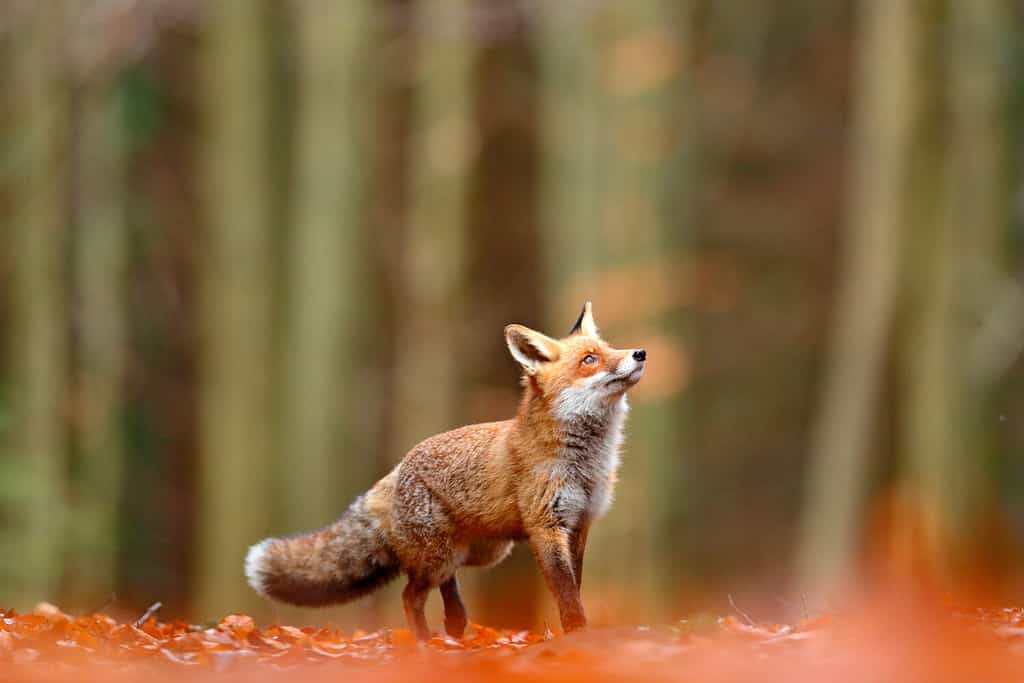 Carino Red Fox, Vulpes vulpes nella foresta di caduta.  Bellissimo animale nell'habitat naturale.  Scena della fauna selvatica dalla natura selvaggia.  Volpe rossa che corre in foglie autunnali arancioni.