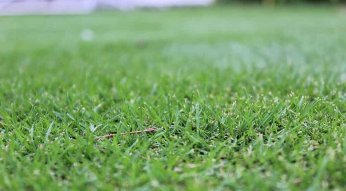 Zoysia Tenuifolia erba che cresce in un prato.