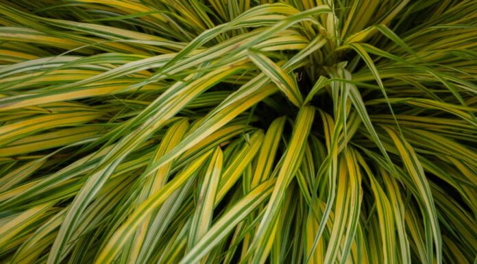 Chiuda sull'erba di Hakone.  può essere utilizzato per lo sfondo.