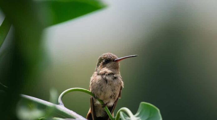 Dusky Hummingbird, un bellissimo colibrì endemico del Messico