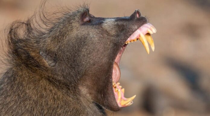 Babbuino Denti- Chacma Baboon