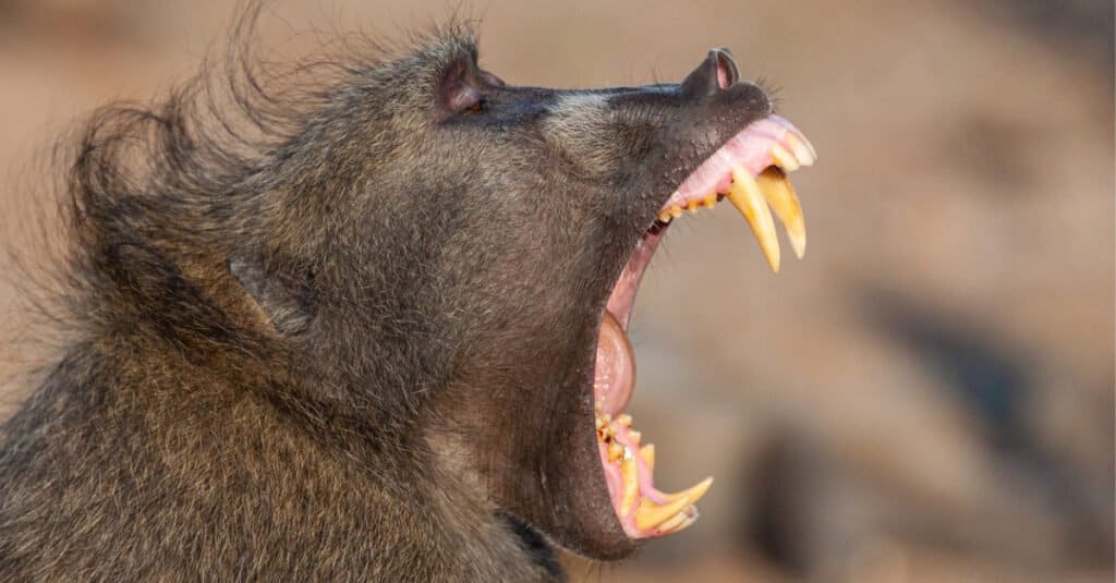 Babbuino Denti- Chacma Baboon