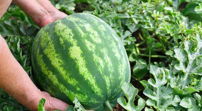 anguria in un giardino
