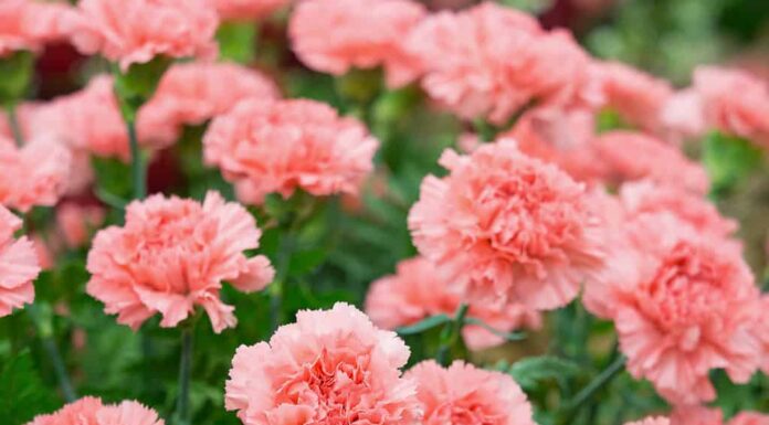 Un primo piano di garofani rosa brillante