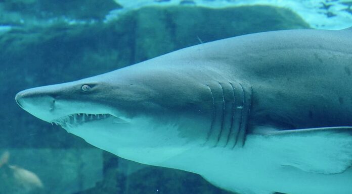 Squalo tigre della sabbia