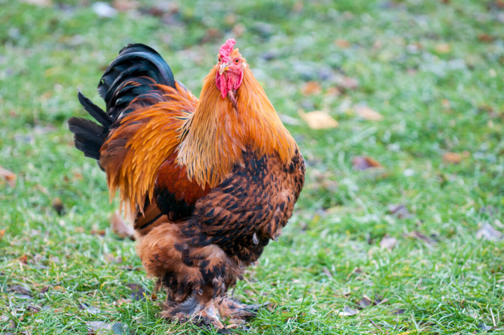 Pollo Brahma, uno dei polli più grandi del mondo.