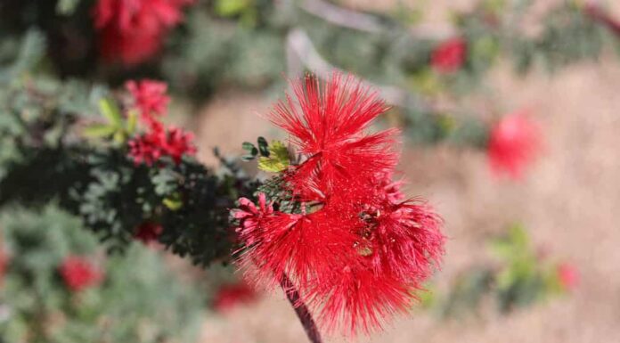 Fiori di fata spolverino