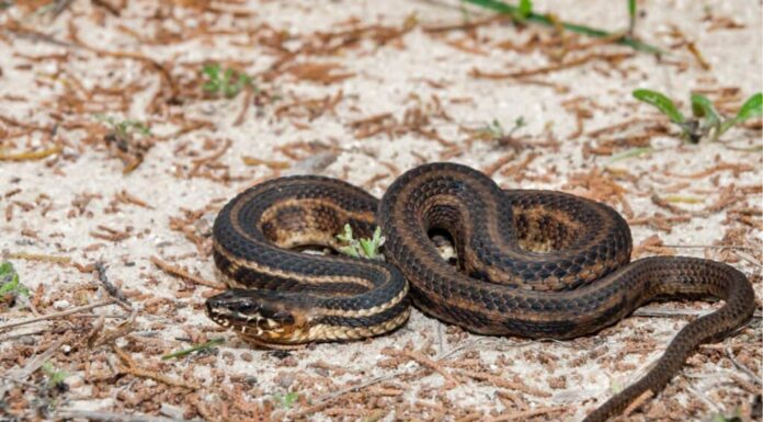 Serpente della palude salata del Golfo