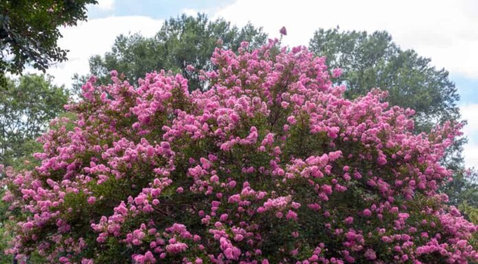 Albero di mirto crepe color lampone in piena fioritura