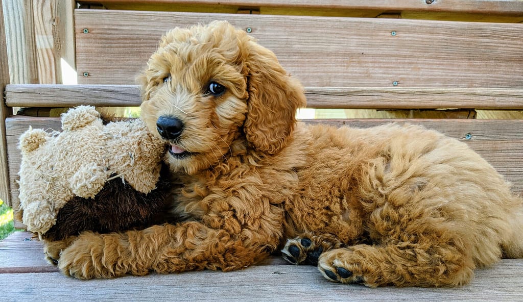 Cucciolo inglese di Goldendoodle con il giocattolo del cane