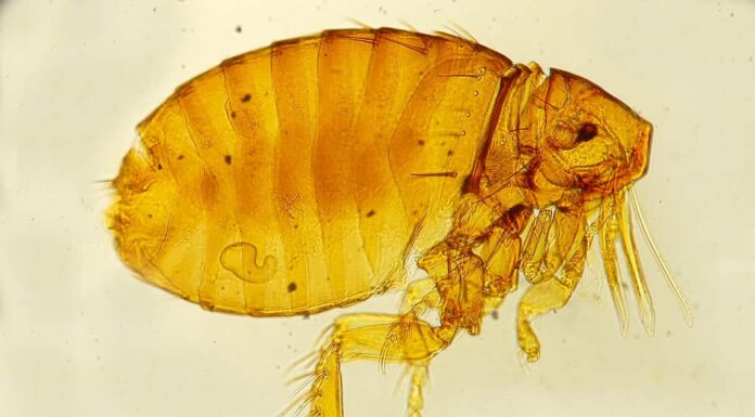 Femmina Echidnophaga gallinacea pulce montata